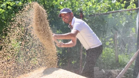 Antalya Korkuteli Yeşiloba Yaylası’nda buğday hasadı başladı, dönüm başına 500 kilogram verim elde edildi